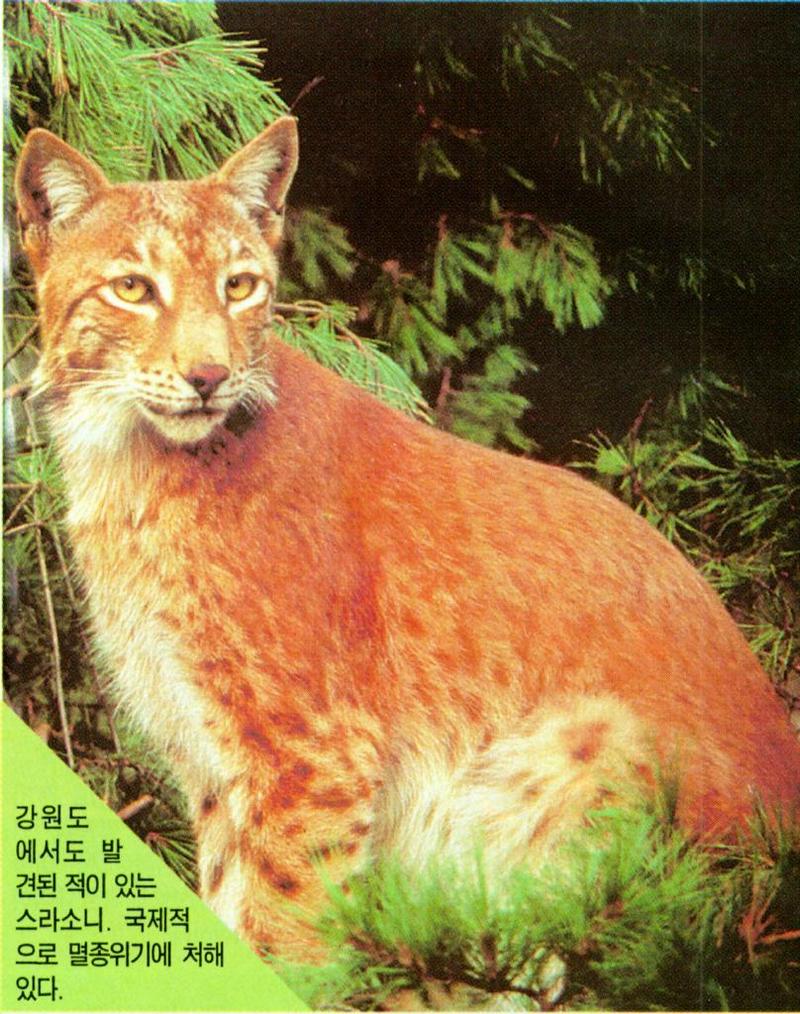 KoreanMammal-Eurasian Lynx J01-sitting in forest-closeup.jpg