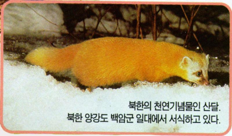 KoreanMammal-Japanese Marten J01-searching on snow.jpg