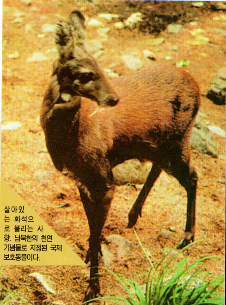 KoreanMammal-Musk Deer J01-closeup.jpg