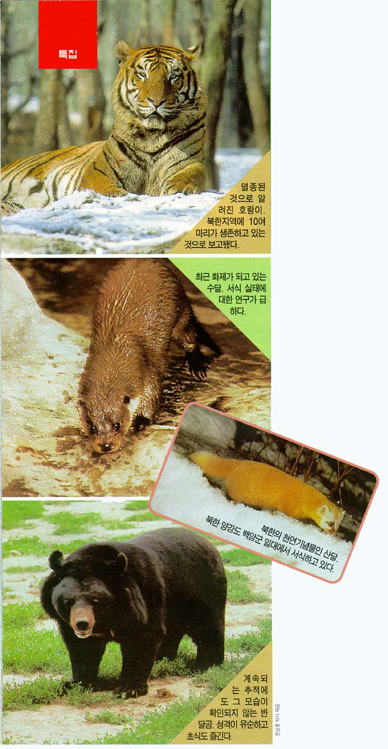 KoreanMammals-Tiger-Eurasian River Otter-Japanese Marten-Black Bear-J00.jpg