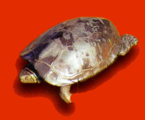 KoreanReptile-Chinese Three-keeled Pond Turtle J01.jpg