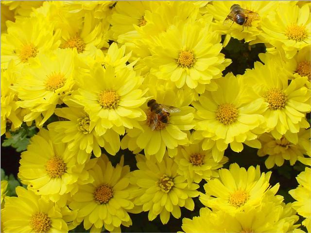 Korean Honeybee JS001-on chrysanthemum-by Jinsuk Kim.jpg