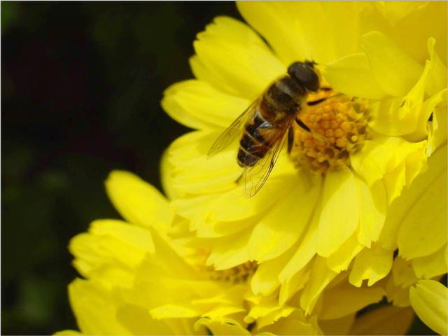 Korean Honeybee JS002-on chrysanthemum-by Jinsuk Kim.jpg