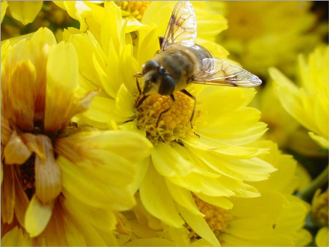 Korean Honeybee JS004-on chrysanthemum-by Jinsuk Kim.jpg