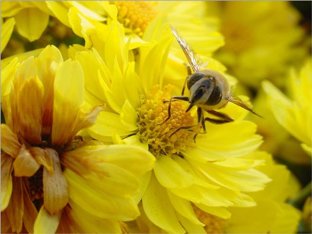 Korean Honeybee JS005-on chrysanthemum-by Jinsuk Kim.jpg