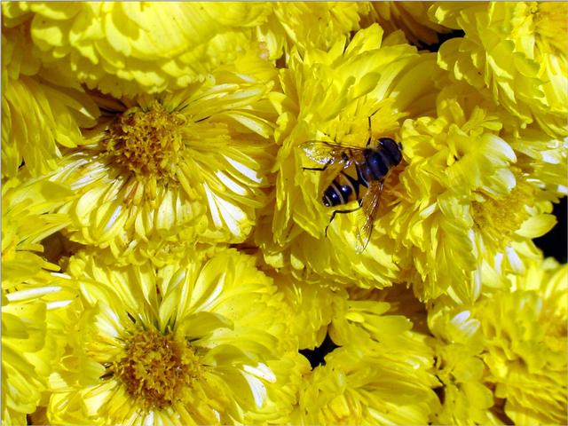 Korean Honeybee JS007-on chrysanthemum-by Jinsuk Kim.jpg