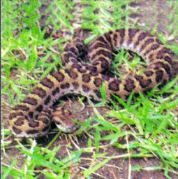 Korean Magpie Viperine Snake J01-on grass.jpg