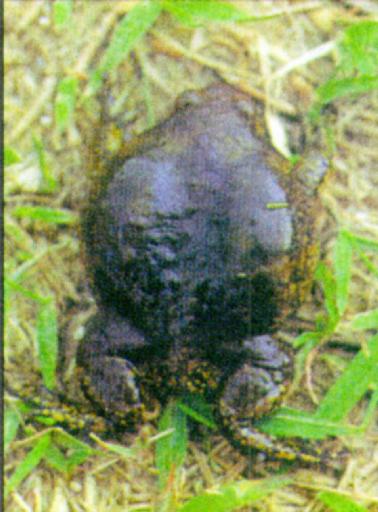 Korean Narrow-mouthed Frog J01-walks on grass.jpg