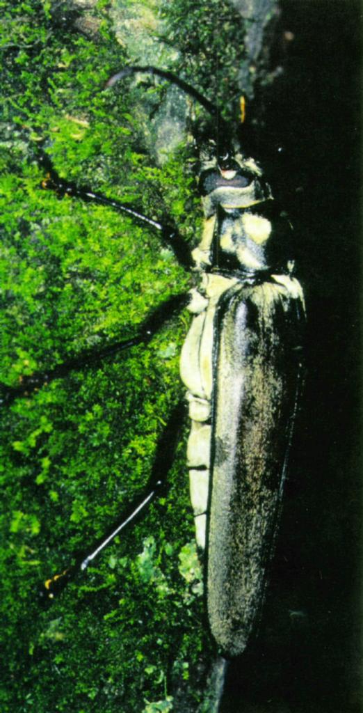 Korean Relict Long-horned Beetle J01-on trunk.jpg