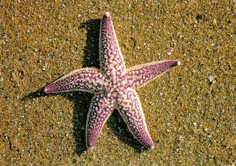 Korean Seastar J01-Northern Pacific Seastar-or-Amur Starfish.jpg