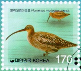 Korean Stamp-Australian Curlew J01-painting.jpg