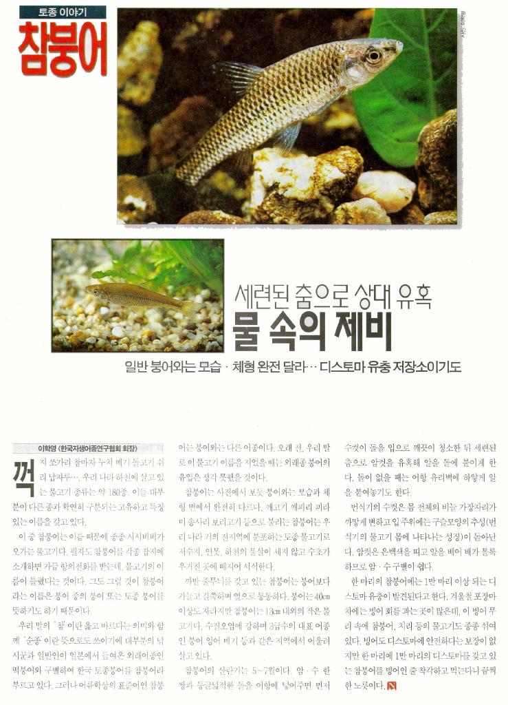 Korean Topmouth Gudgeon J03-article scanned.jpg
