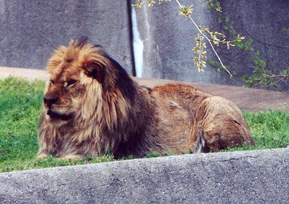 LZ African lion1-by Denise McQuillen.jpg
