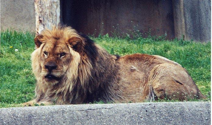 LZ African lion2-by Denise McQuillen.jpg