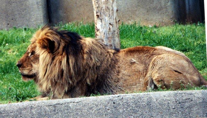 LZ African lion 3-by Denise McQuillen.jpg