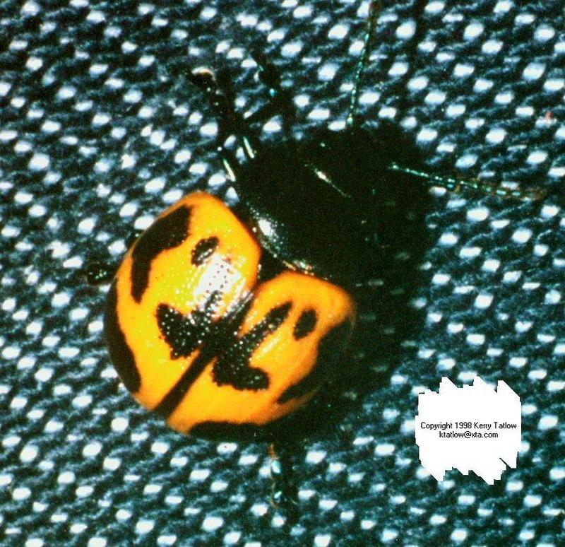 Leaf Beetle-Chrysomelid 1-ktatlow@xta.com-by Kerry Tatlow.jpg