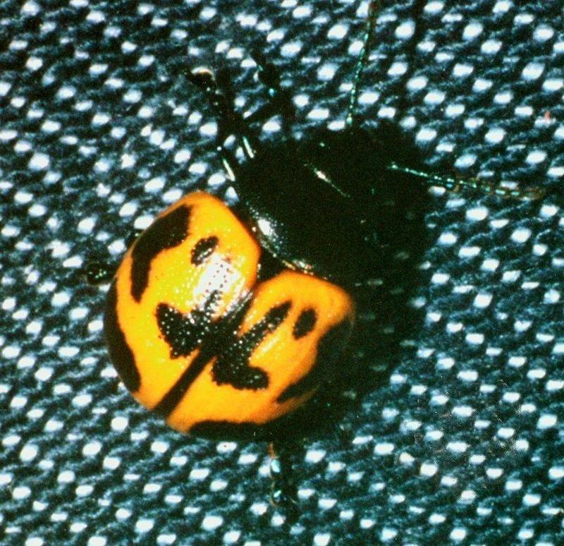 Leaf Beetle-Chrysomelid 1-ktatlow@xta.com-cleaned version-by Kerry Tatlow.jpg