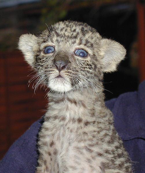 LeopCub1-African Leopard Cub-by Mark Haysman.jpg