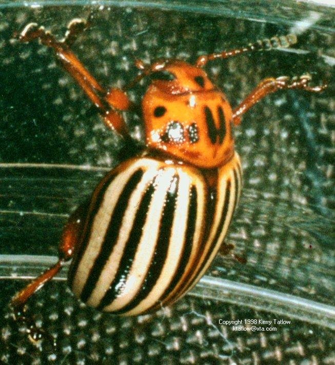 Leptinotarsa decemlineata 1-Colorado Potato Beetle-ktatlow@xta.com-by Kerry Tatlow.jpg