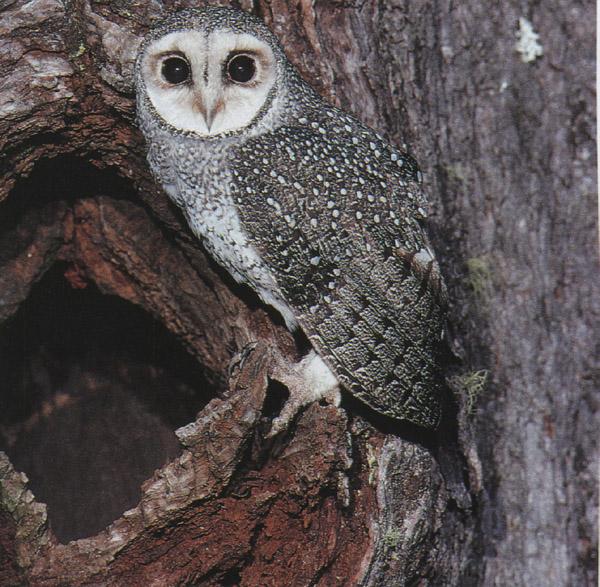 Lesser Sooty Owl-from Australia-at tree hole entrance-by Fiona Anderson.jpg