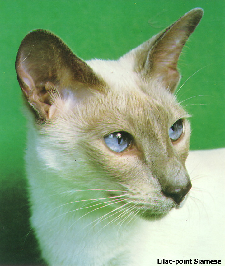Lilac-point Siamese House Cat-by Roy Cutts.jpg