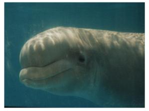 Lind says favpic of Beluga-at Mystic Aquarium-by World Traveler.jpg