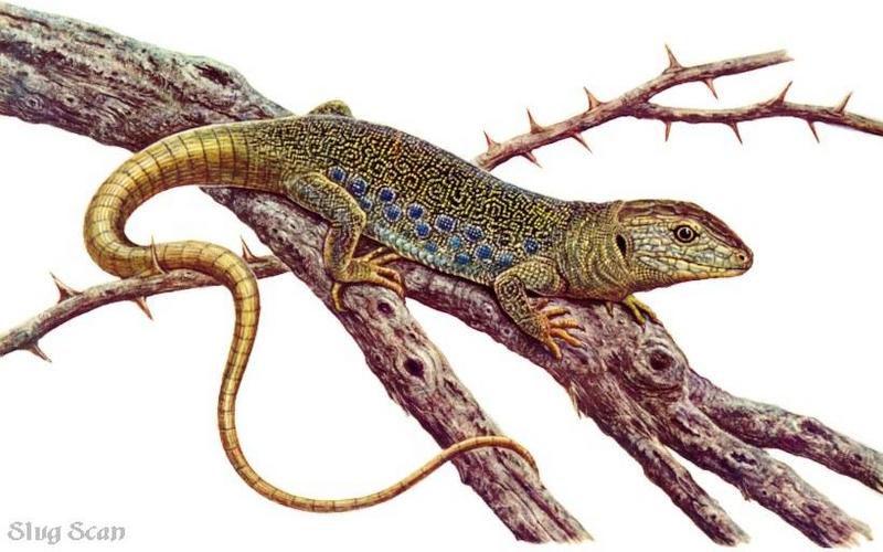 Lizard58-Art by Hermann Fey-Scan by Reiner Richter.jpg