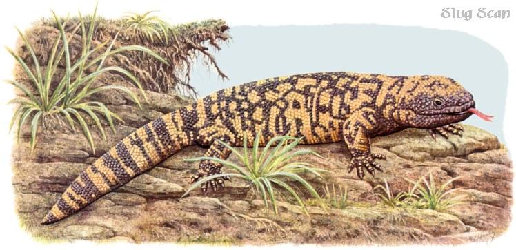 Lizard60-Gila Monster-Art by Hermann Fey-Scan by Reiner Richter.jpg