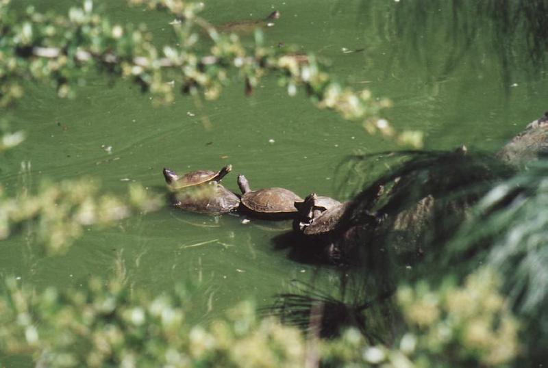 Long-necked Tortoises-Sunning in water-by Fiona Anderson.jpg