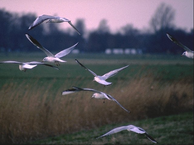 MKramer-Black-headedGulls-flock in flight.jpg