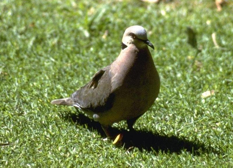 MKramer-Cape turtle dove-walking on grass.jpg
