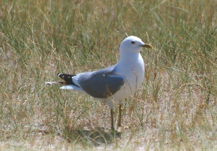 MKramer-Common mew gull-in marsh land.jpg