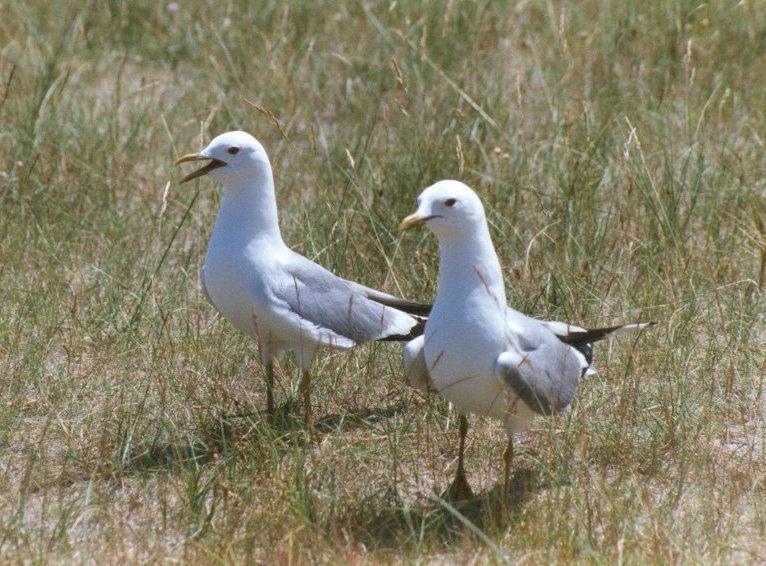 MKramer-Common mew gulls-pair in marsh.jpg