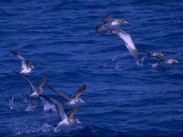 MKramer-CorysShearwaters-flock starts flight on sea.jpg