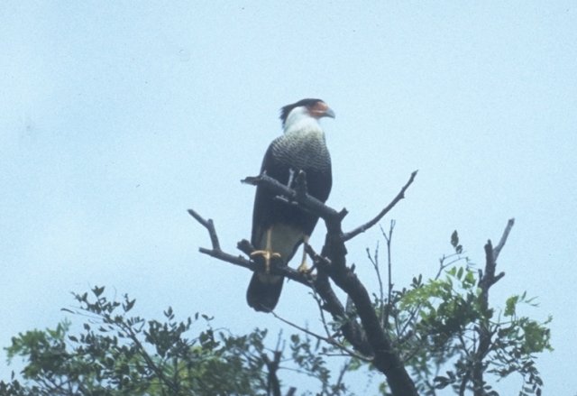 MKramer-Crested Caracara-perching on tree top.jpg