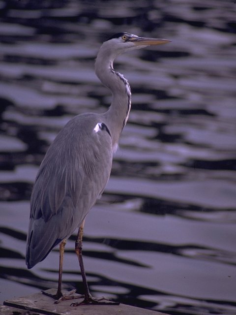 MKramer-Grey Gray Heron-riverside.jpg