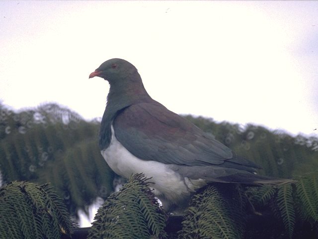 MKramer-New Zealand Pigeon-perching on tree.jpg
