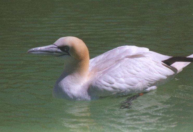 MKramer-Northern gannet-floating on water.jpg