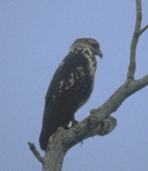 MKramer-Osprey-perching on tree.jpg