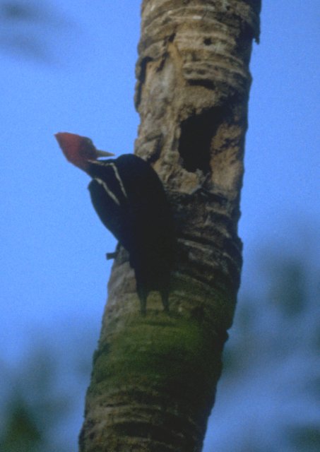 MKramer-Pale-billed Woodpecker-on trunk.jpg