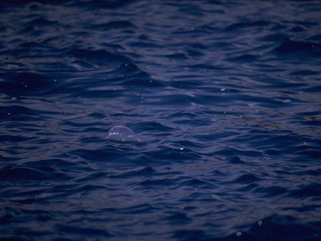MKramer-PortugueseMan-of-war1-Jellyfish-FloatingSeaSurface.jpg