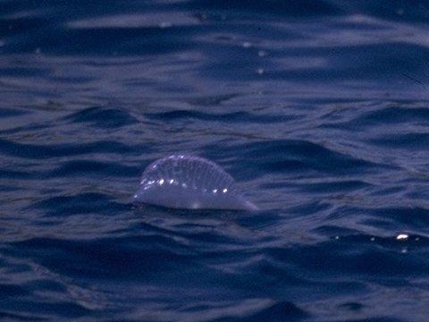 MKramer-PortugueseMan-of-war2-Jellyfish-FloatingSeaSurface-Closeup.jpg