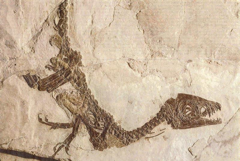 MKramer-Scipionyx samniticus-Italian baby theropod dinosaur fossil.jpg