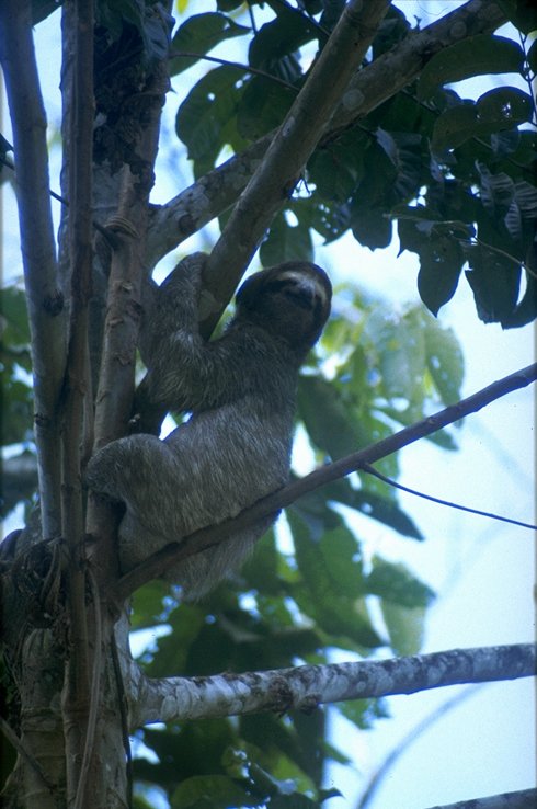 MKramer-Three-toed Sloth-3 toed sloth 2.jpg
