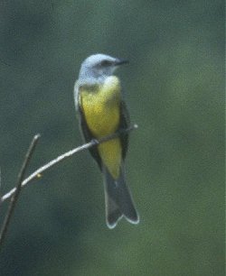 MKramer-TropicalKingbird-perching on branch.jpg