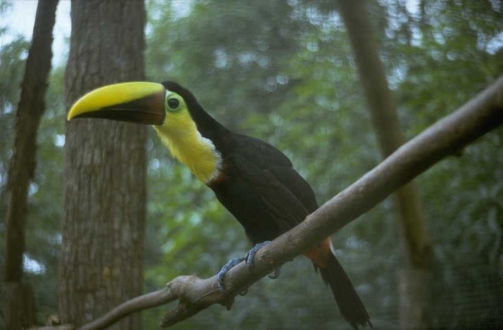 MKramer-chestnut-mandibled toucan-on branch.jpg