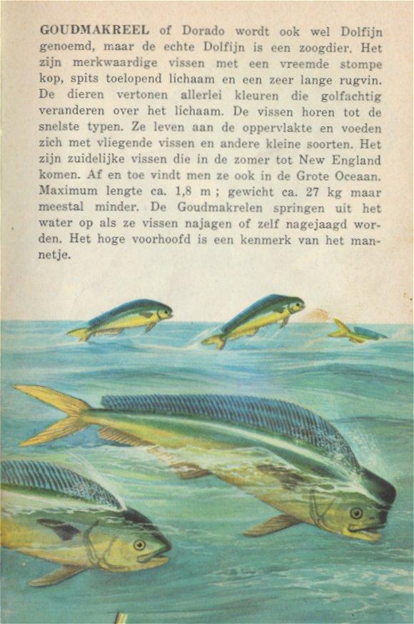 MKramer-dolfijnvis-Dolphin fishes-Dorados-painting.jpg