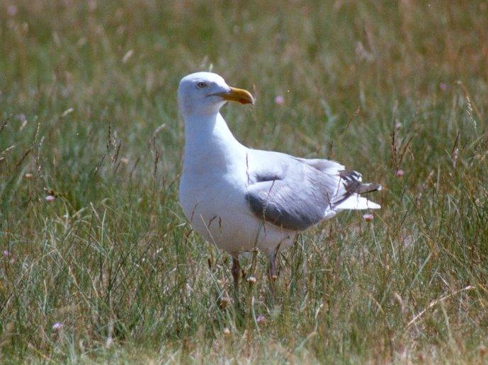 MKramer-herring gull-in marsh land.jpg