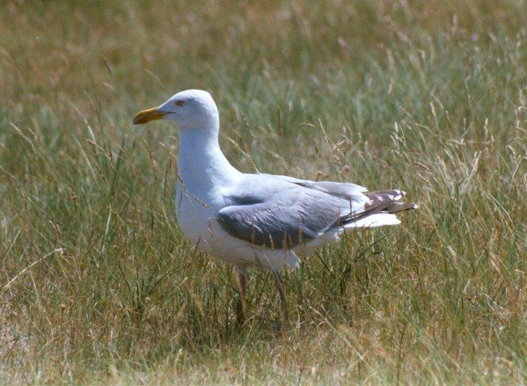 MKramer-herring gull2-walking in marsh.jpg