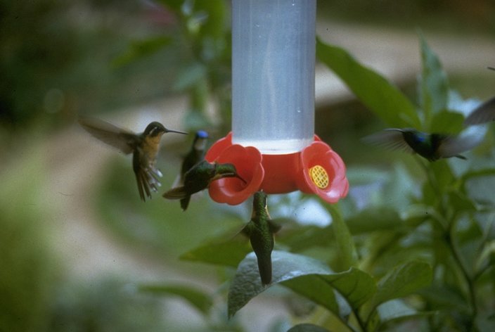 MKramer-kolibris-Gray-tailedMountainGem-n-GreenViolet-eared Hummingbirds.jpg